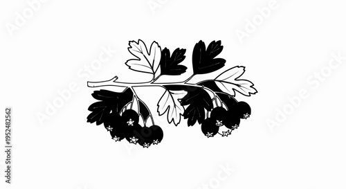Stylized black and white illustration of a branch with berries and leaves