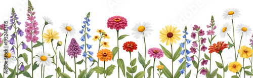 Vibrant Watercolor Wildflower Border with Diverse Blossoms on White Background
