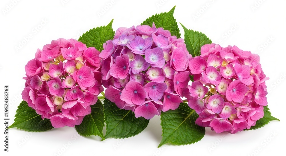 Fototapeta premium Three Pink Purple Hydrangea Flowers Green Leaves White Background