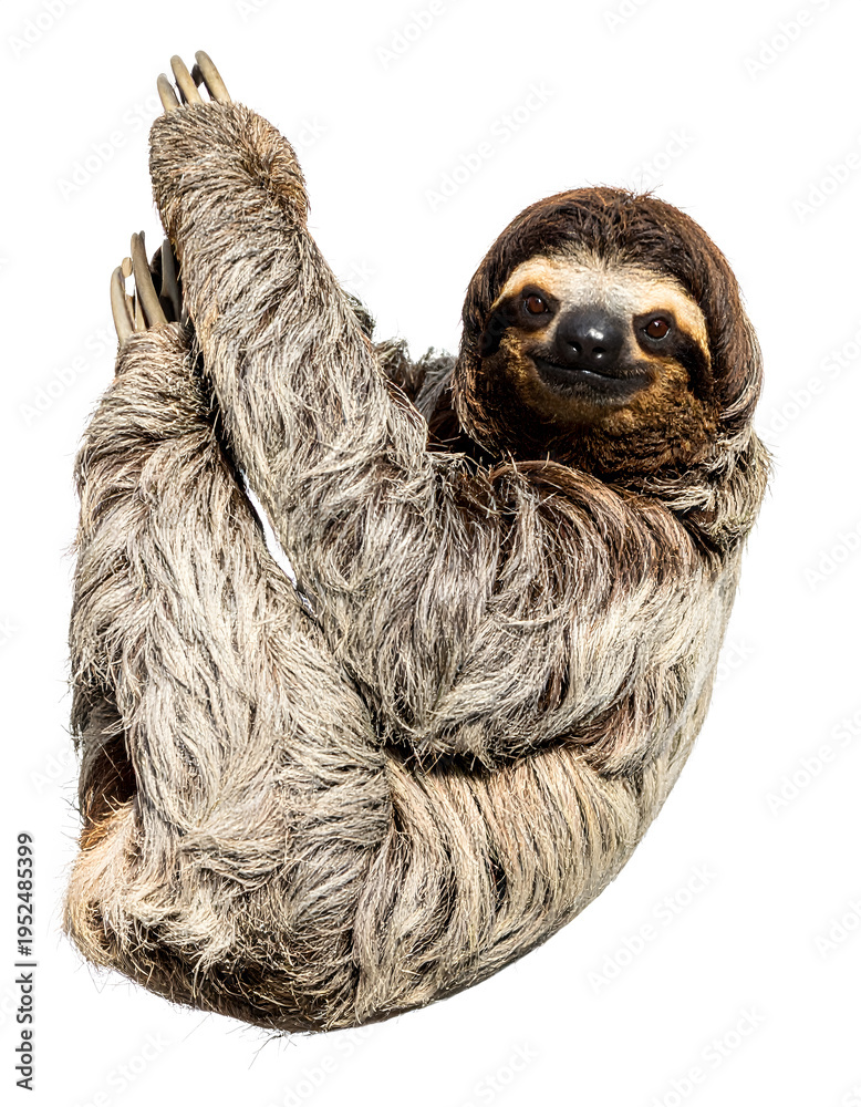 Fototapeta premium Smiling Sloth Studio Closeup 