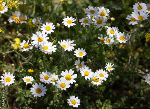 Lush Daisies and Green Foliage