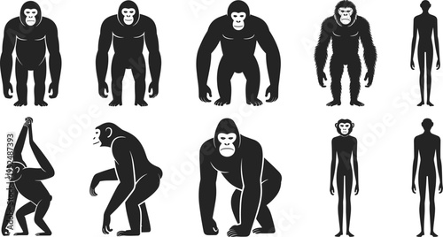 Black silhouette set of various gorillas chimpanzees monkeys and primate evolution figures in different standing and walking poses isolated vector.