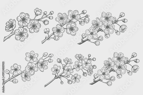 cherry open flowers set in Vintage engraving style illustration. detailed black and white sketch of a cherry blossom branch with open flowers and buds, rendered