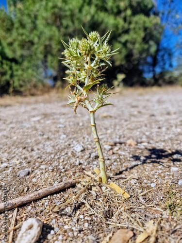 wild thistle in the middle of the field
