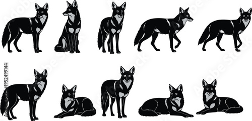 A collection of ten black and white illustrations featuring coyotes in various standing and lying poses isolated on white background, Vector