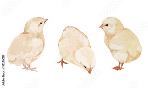 Cute watercolor spring illustration of a baby chick. Hand painted element for invitation, social media and posters.