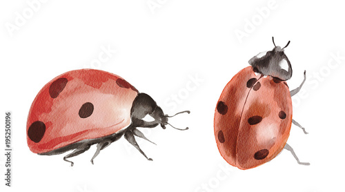 Cute watercolor spring illustration of a ladybug. Hand painted element for invitation, social media and posters.
