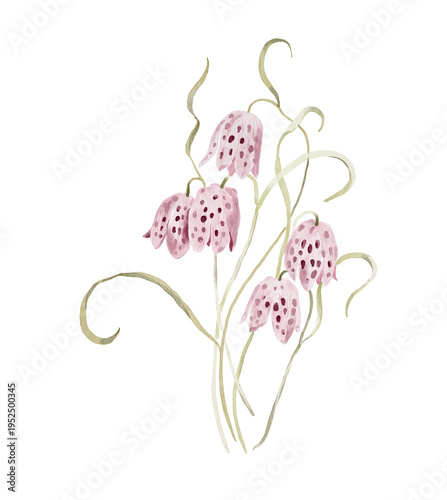 Watercolor spring botanical illustration of a fritillaria flowers. Hand painted element for invitation, social media and posters.