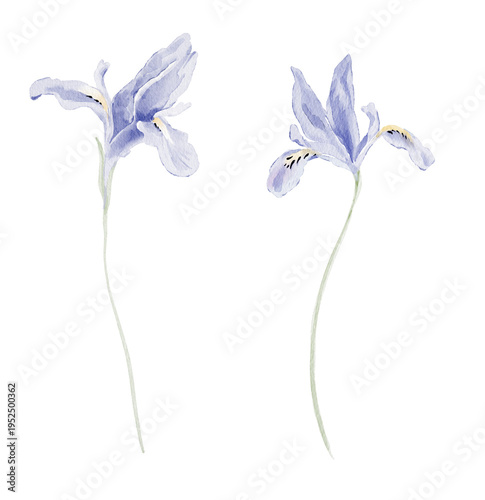 Watercolor spring botanical illustration of an iris flower. Hand painted element for invitation, social media and posters.