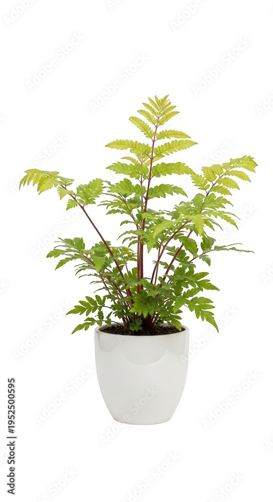 Fototapeta premium A potted plant with green leaves isolated on transparent background