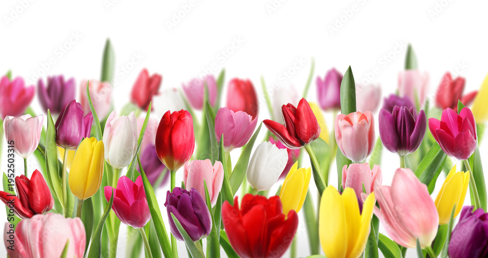 Naklejka premium Colorful tulip flowers on white background. Spring season