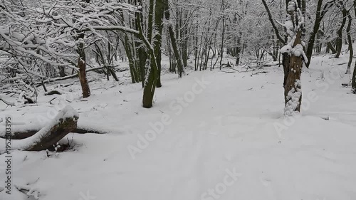Walking Through Snowy Forest Winter Landscape Fresh Snowfall Scene