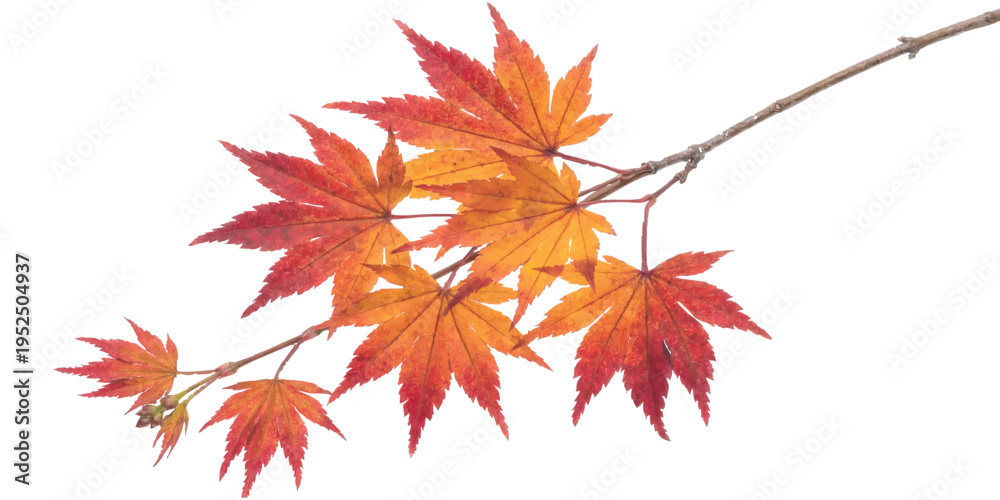 Fototapeta premium Vibrant autumn maple leaves on a branch vector illustration with orange and red colors