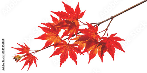 Vibrant red maple leaves on a branch vector illustration for autumn designs and backgrounds