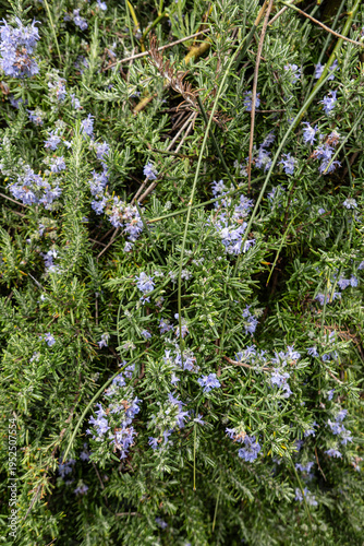 Fotografie rosemary plant with purple flowers natural texture botanical garden varone water
