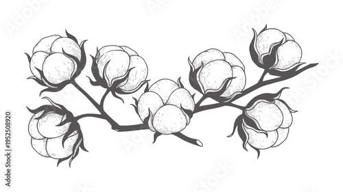 Hand drawn cotton plant branch with fluffy bolls and leaves