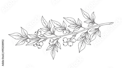 Hand drawn of a branch with leaves and berries botanical nature