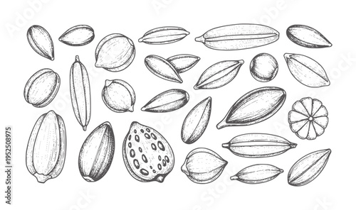 Hand drawn collection of various seeds and grains in style
