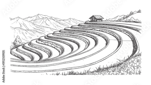 Hand drawn of curved rice terraces with a small hut a hill agriculture landscape