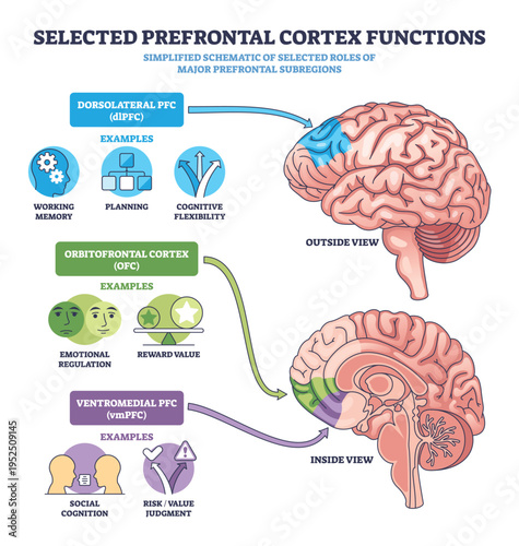 Prefrontal cortex functions brief outline shows dlPFC, OFC, vmPFC roles in memory, planning, emotion and judgment, main objects, brain, labeled regions, arrows. Outline diagram