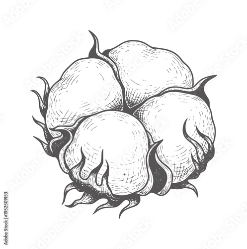 Hand drawn of fluffy white cotton boll with dark grey shading plant fiber textile