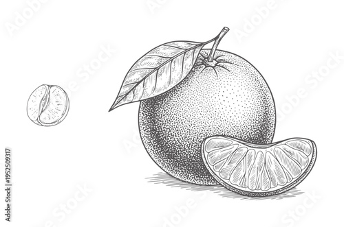 Hand drawn tangerine fruit with leaf and slice and coffee bean