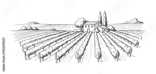 Hand drawn vineyard landscape with farmhouse and cypress trees rural