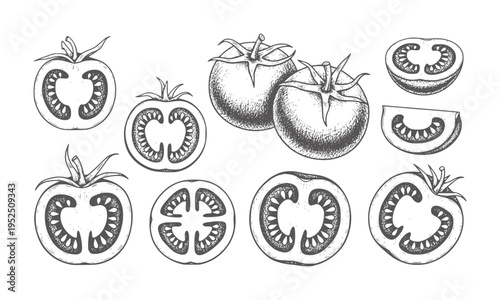Hand Drawn Tomato Collection Whole Halved and Sliced tomatoes food fruit vegetable