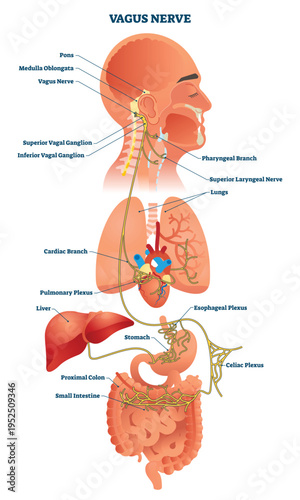 Vagus nerve pathways map brainstem to heart and digestive organs, visualizing autonomic control and the gut brain axis, key objects, vagus nerve, heart, stomach-intestines.