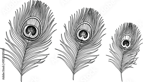 Peacock feather silhouette illustration set, decorative eye pattern artwork, nature beauty vector design concept