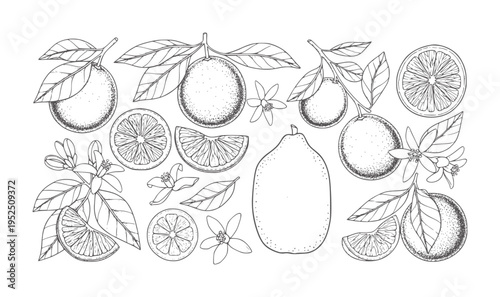 Line of citrus fruits branches slices and flowers orange lemon lime