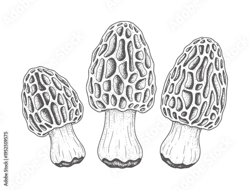 Three morel mushrooms in black and white line fungi food nature