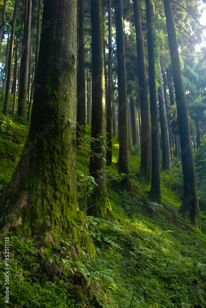 Obraz premium green forest in the morning