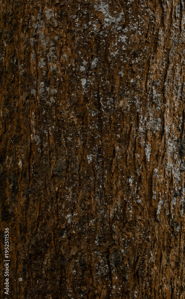 Obraz premium texture of the bark