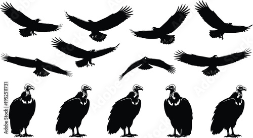 Vulture silhouettes collection featuring flying and perched scavenger birds isolated on white background for wildlife, nature, predator, and animal design concepts