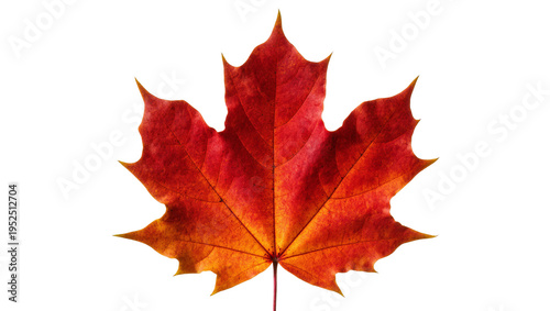 Obraz na plátně Isolated vibrant red orange autumn maple leaf with detailed veins, a symbol of fall season