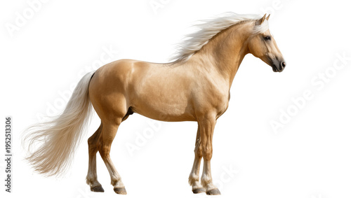 Schilderij op canvas Isolated majestic golden palomino horse with flowing white mane and tail standin