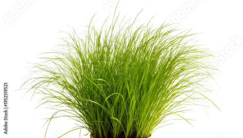 Vászonkép Isolated fresh vibrant green ornamental grass bush for landscaping design or nat