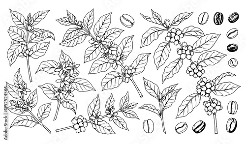 Realistic coffee plant branches leaves flowers beans botanical vector illustration set