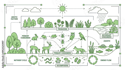 Ecological Food Web and Ecosystem Cycle Diagram.
