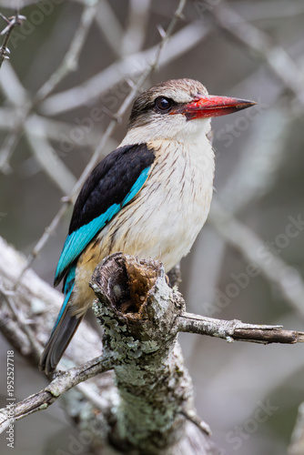 Brown-hooded Kingfisher (Bruinkopvisvanger) (Halcyon albiventris) in Mbuluzi Game Reserve, Eswatini
