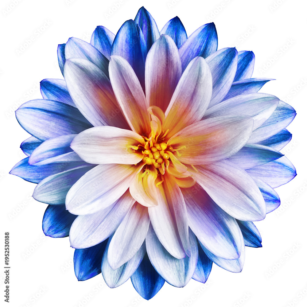 Fototapeta premium Dahlia flower on isolated background with clipping path. Closeup. Transparent background 