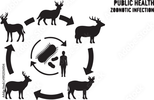 Zoonotic Infection Cycle Vector Diagram with Deer, Human, and Bacteria. 'PUBLIC HEALTH ZOONOTIC INFECTION' isolated PNG with Transparent Background