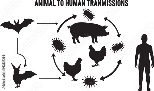 Vector Diagram of Zoonotic Disease Transmission 'Animal to Human Transmissions' with Bat, Pig, Chicken, Human, and Microbes isolated PNG with Transparent Background