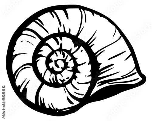 Snail shell spiral illustration