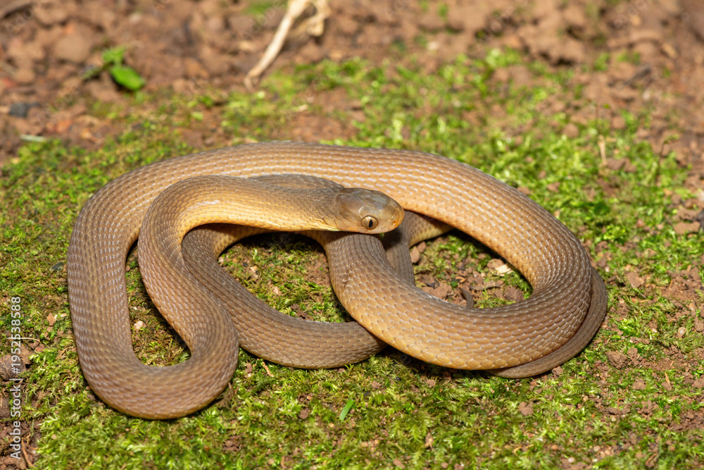Fototapeta premium A beautiful adult southern brown egg eater (Dasypeltis inornata) in the wild. A harmless snake from KwaZulu-Natal, South Africa