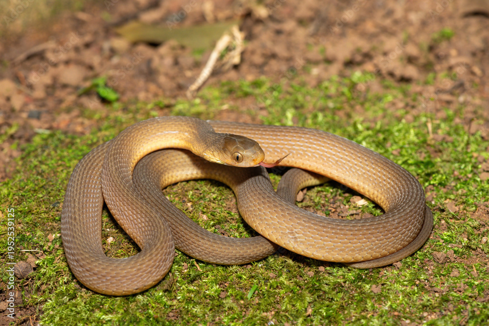 Obraz premium A beautiful adult southern brown egg eater (Dasypeltis inornata) in the wild. A harmless snake from KwaZulu-Natal, South Africa