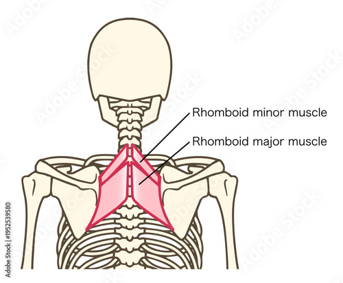 大菱形筋と小菱形筋の解剖学的イラスト（肩甲骨を動かす筋肉）