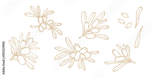 Sea Buckthorn Set. Line Art Branch with Berries and Leaves. Isolated Outline Botanical hand-drawn. Vector illustration. Hippophae Rhamnoides Plant Element