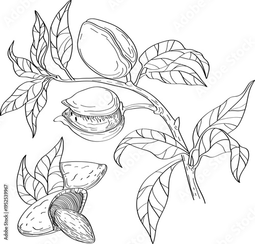 High quality linear realistic vector illustration of an Almond nuts branch. Ideal for menus, restaurant and other establishment designs, cosmetic and product label design.